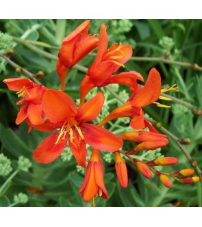 Crocosmia a fiore grande...