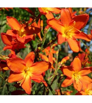 Crocosmia a fiore grande...
