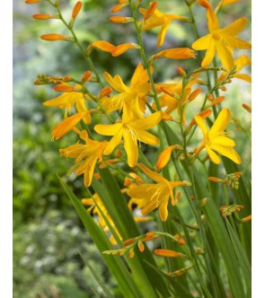 Crocosmia a fiore grande...