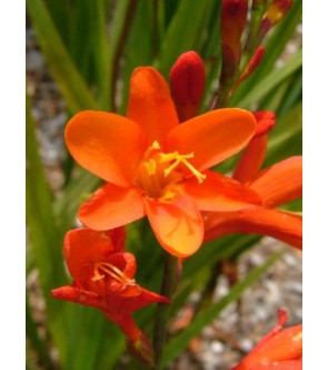 Crocosmia a fiore grande...