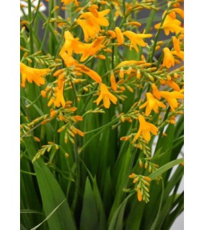 Crocosmia a fiore grande...