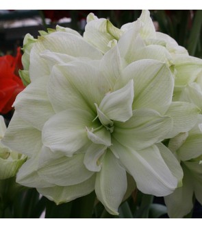 Amaryllis doppio Marylin