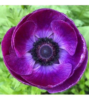 Anemone Mistral Plus Grape...