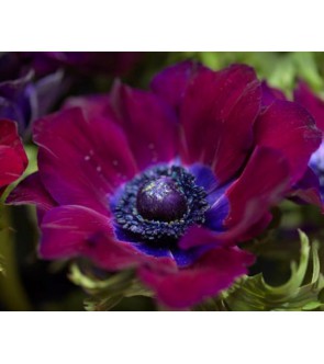 Anemone Mistral Bordeaux...
