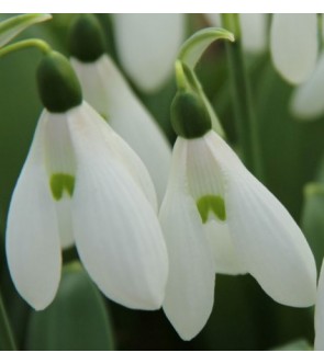 Galanthus elwesii Mount...