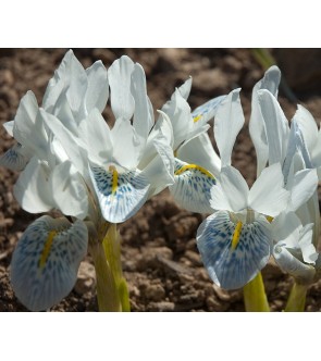 Iris reticulata Polar Ice