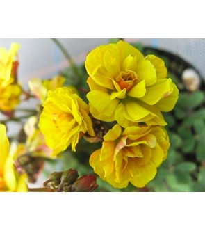 Oxalis Double Trouble