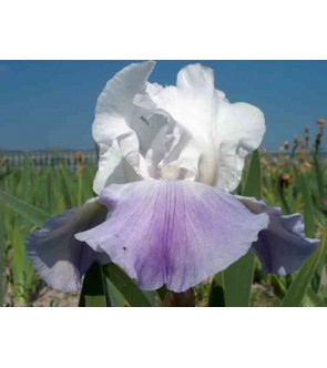 Iris germanica rifiorente...