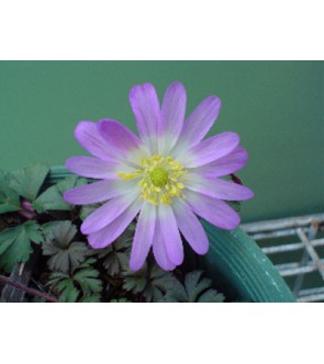 Anemone Blanda Violet Star