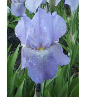 Iris germanica profumato...