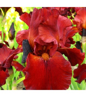 Iris germanica profumato Sultan Palace