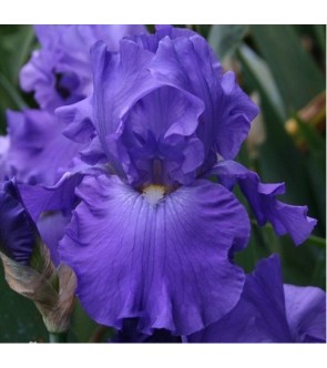 Iris germanica rifiorente...