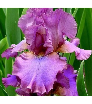 Iris germanica rifiorente...