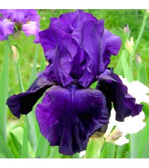 Iris germanica Purple Ritz