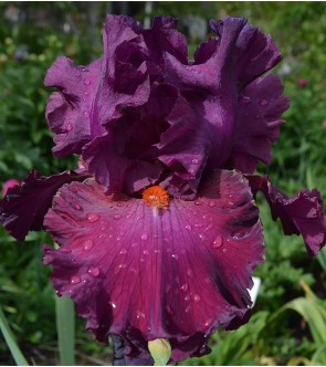 Iris germanica Vizier