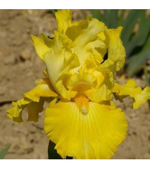 Iris germanica rifiorente...