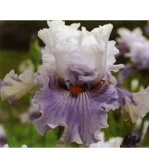 Iris germanica Trend Master