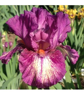 Iris germanica Chat in the Hat