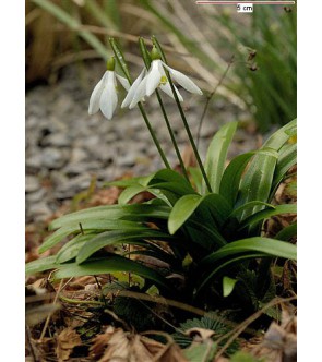 Galanthus Woronowii