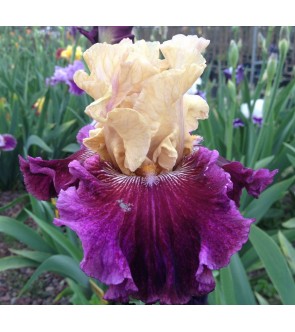 Iris germanica profumato Royal Arlequin