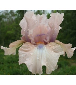 Iris germanica profumato...