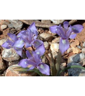 Iris Sisyrynchium ( syn Gynandriris sisyrinchium )
