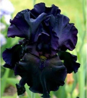 Iris germanica Black Watch