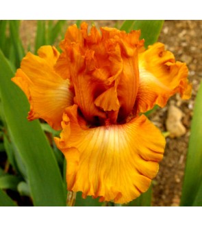 Iris germanica Game Plan