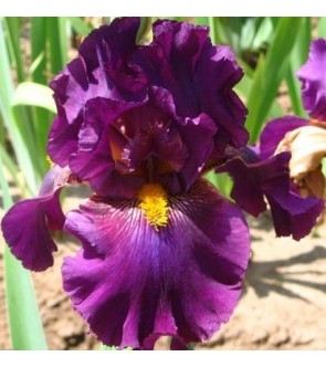 Iris germanica profumato...
