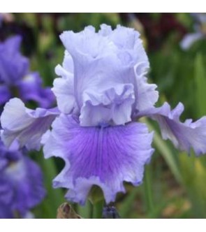 Iris germanica Solo Flight