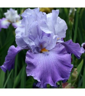 Iris germanica Cercle Blue