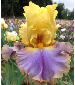 Iris germanica Team Player