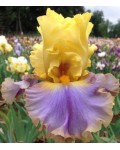 Iris germanica Team Player