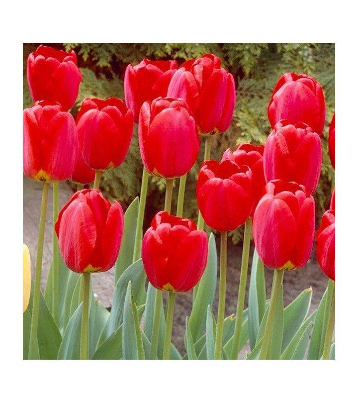 Fiori Da Giardino A Stelo Lungo