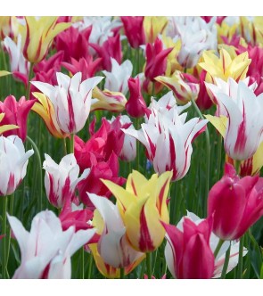 Tulipani Fior di Giglio...