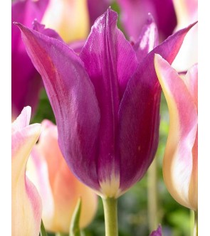 Tulipano fior di giglio...