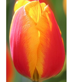 Tulipano stelo lungo Flair