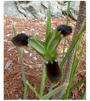 Iris tuberosa ( syn Hermodactylus tuberosus )