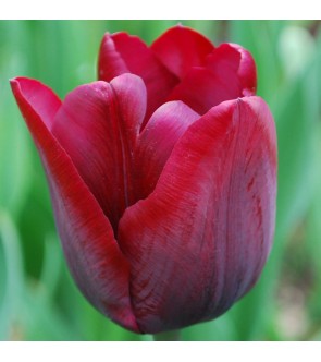 Tulipano stelo lungo...