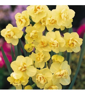Narciso doppio Yellow...