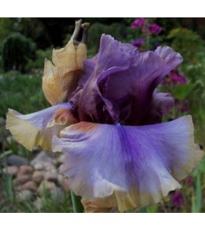 Iris germanica American Maid