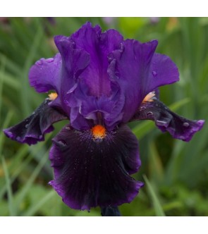 Iris germanica Local Color