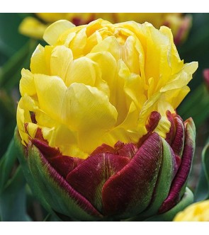 Tulipano doppio Ice Cream...