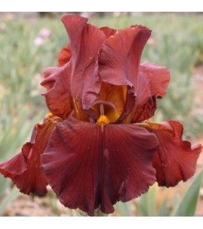 Iris germanica Respectable