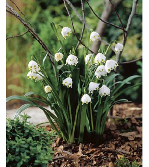 Leucojum Aestivum Gravetye...