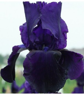 Iris germanica Tuxedo