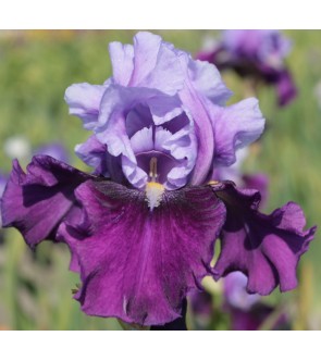 Iris germanica Bluebird Whine