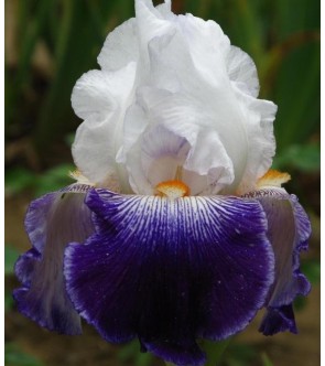 Iris germanica Bal Masque'