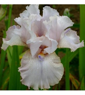 Iris germanica Power Point