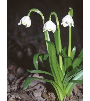 Leucojum Vernum